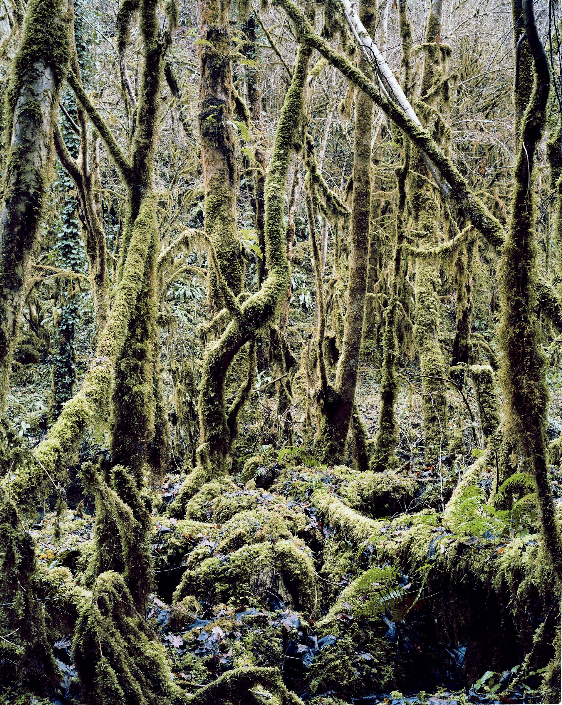 Ma petite Amazonie — Ma petite Amazonie, Hautes-Pyrénées, France, 2012