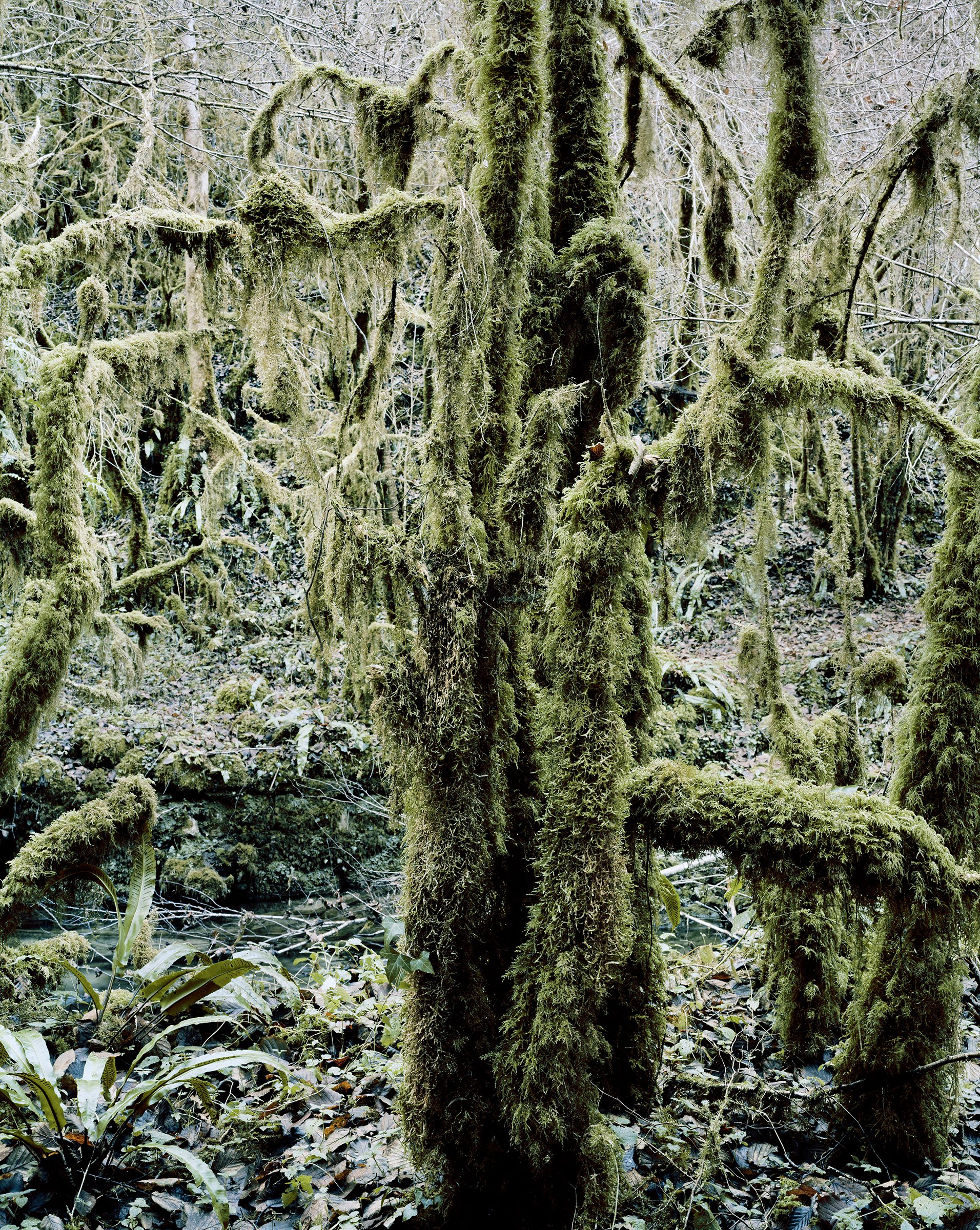 Ma petite Amazonie — Ma petite Amazonie, Hautes-Pyrénées, France, 2012